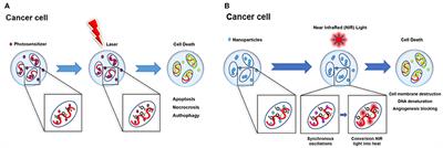 Photodynamic Therapy Based on Graphene and MXene in Cancer Theranostics